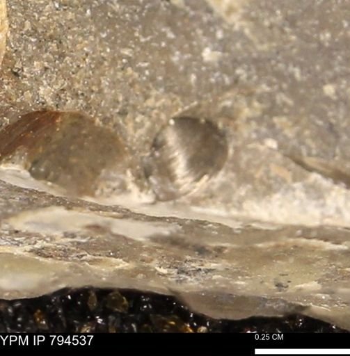 Protocardia subquadrata
