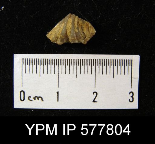 Spirifer sp.