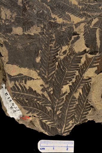 Calcaropteris boeselii