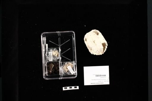 Siebenrockiella crassicollis
