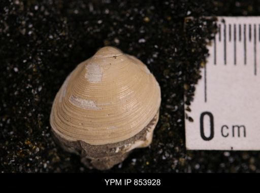 Limopsis striatopunctatus