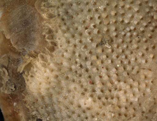 Schizoporella cornuta