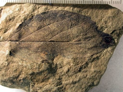 Angiospermopsida