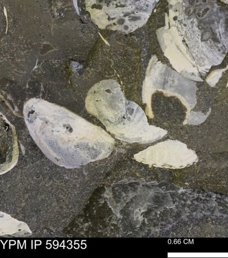 Protocardia sp.