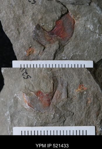 undet. Arthropoda