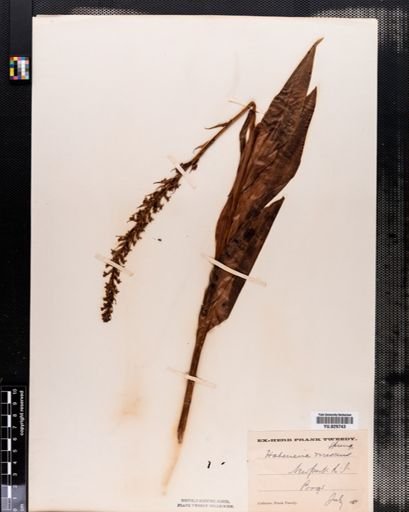 Plantae