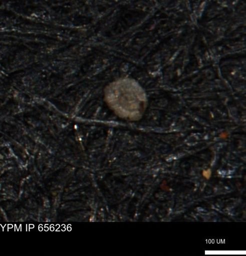Spirolocammina subcircularis
