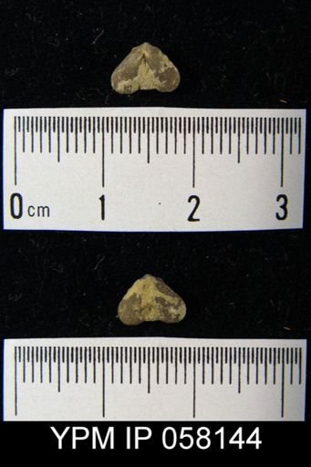 Bilobites varicus