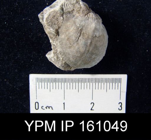 Atrypa reticularis