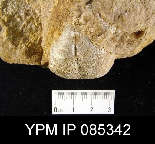 Echinoconchus semipunctatus