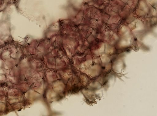 Neopetrosia subtriangularis