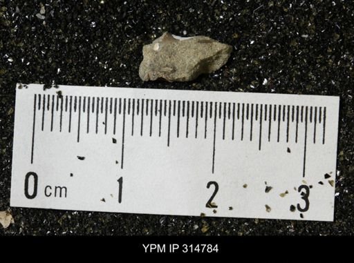 undet. Mollusca