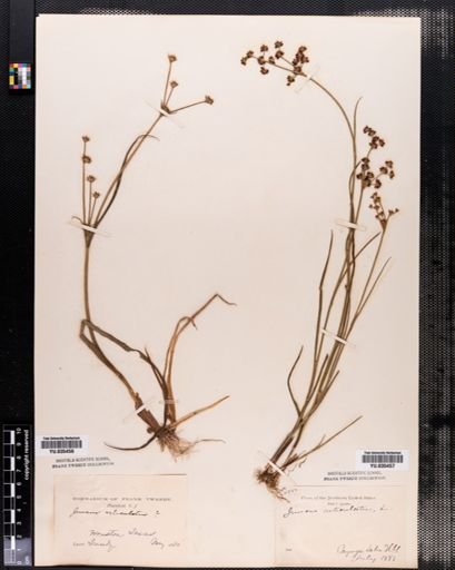 Juncus articulatus