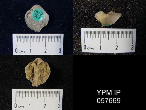 Gypidula multicostata