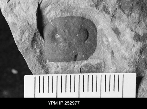 Eurypterus sp.
