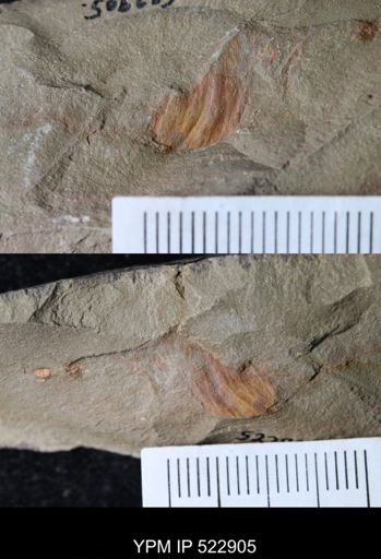 undet. Arthropoda