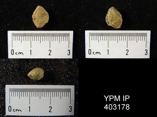 Eumetria verneuiliana