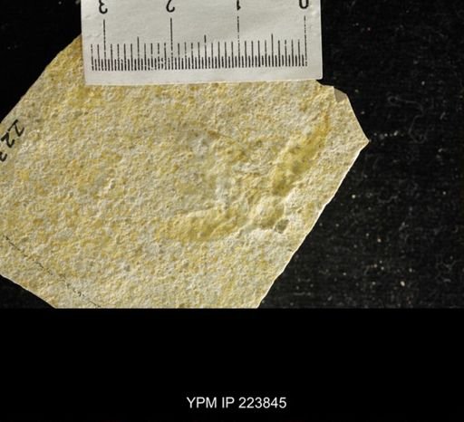 Lithoblatta lithophila