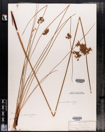 Juncus effusus