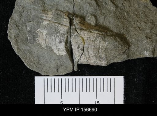 Conularia asperata