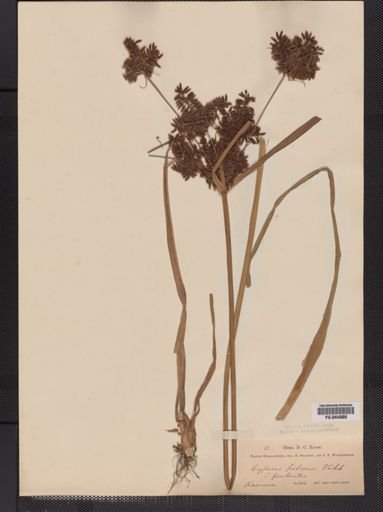 Cyperus