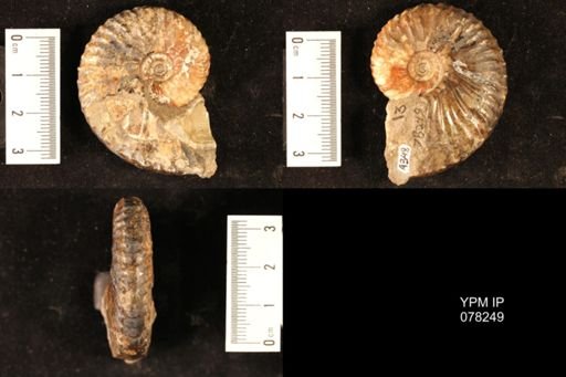 Hoploscaphites comprimus
