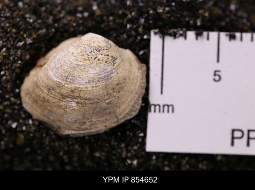Limopsis striatopunctatus