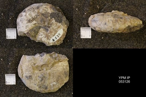 Discoscaphites conradi