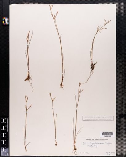 Juncus pelocarpus