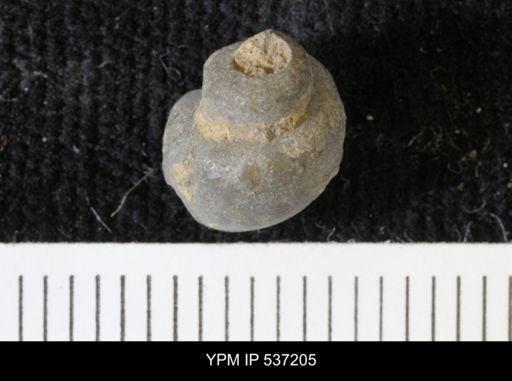 Viviparus montanaensis