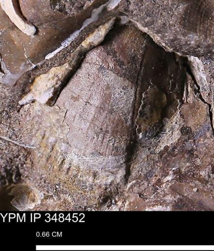 undet. Bivalvia