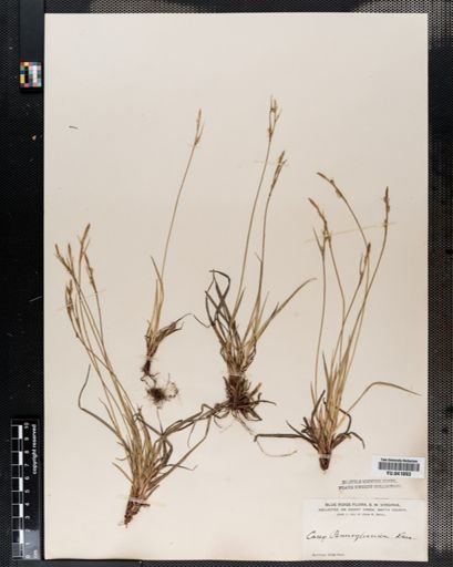 Carex pensylvanica