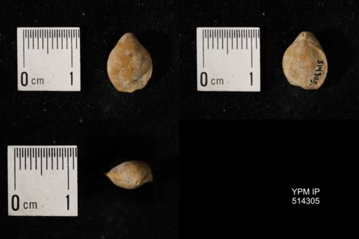 Dielasma breviplicatum