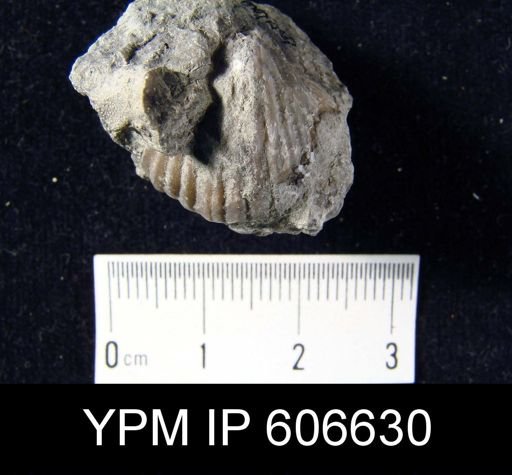 Rhynchotrema janeum