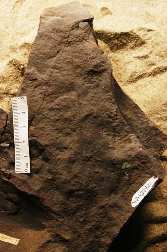 Celastrophyllum decurrens