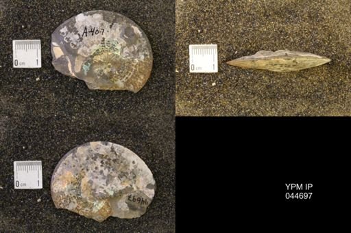 Sphenodiscus lenticularis