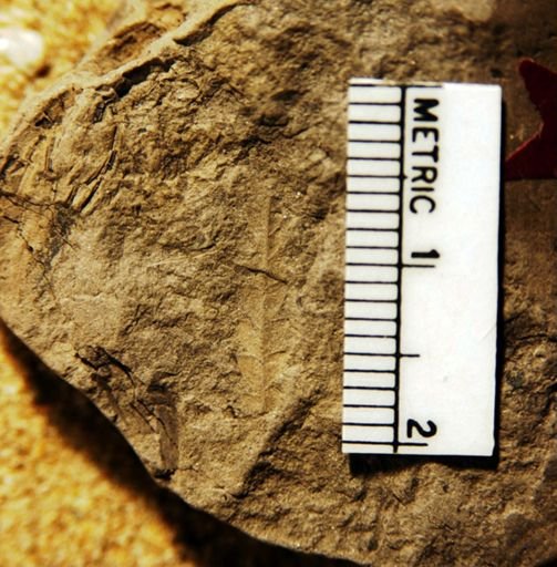 Gleichenia saundersii