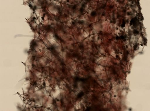 Haliclona