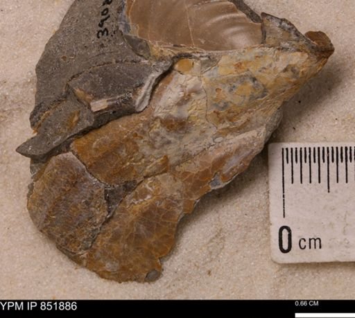 Bivalvia
