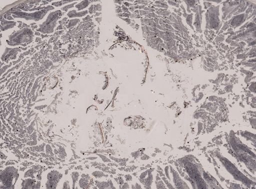 Eimeria meleagrimitis
