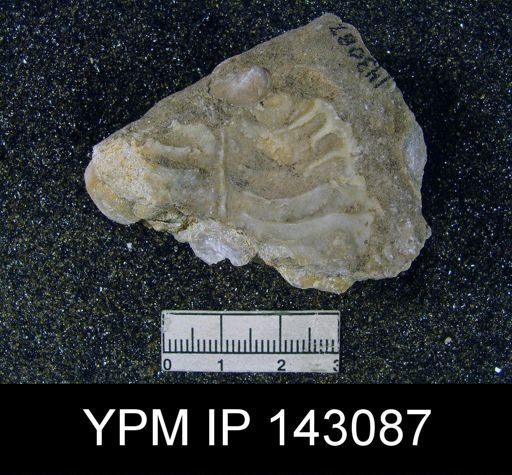 Oldhamina decipiens