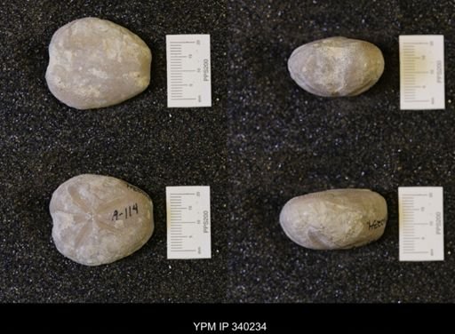Hemiaster whitei