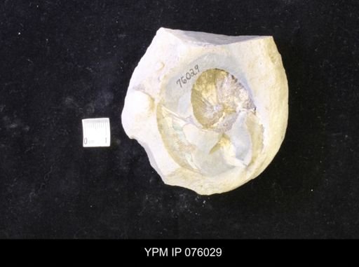 Hoploscaphites melloi