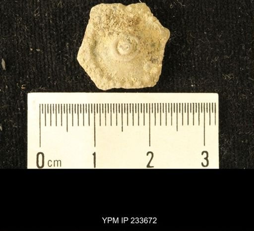 Archaeocidaris sp.