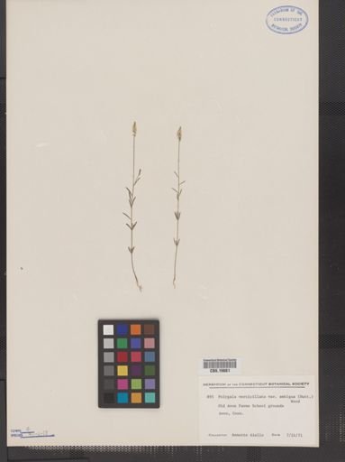 Polygala verticillata