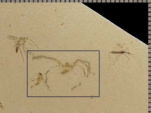 undet. Arachnida