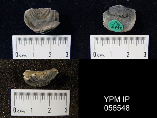 Leptaena rhomboidalis