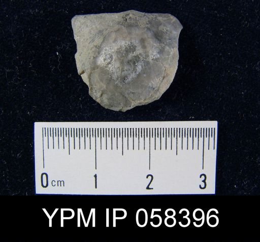 Brachyprion purduei