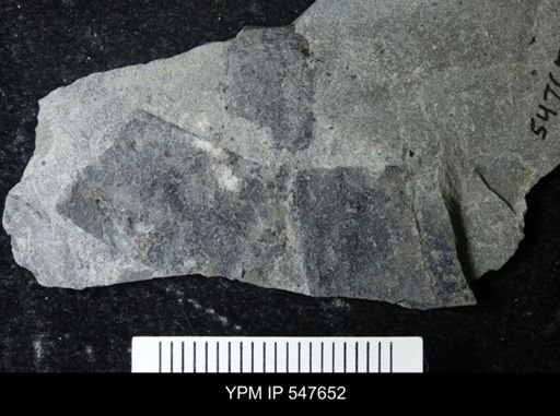 undet. Eurypterida