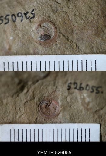 undet. Discinoidea